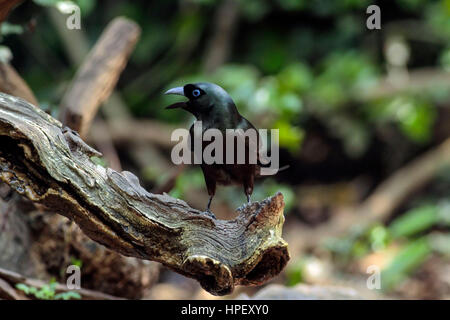 Ratsche-angebundene Treepie, Temnurus Temnurus, Kaeng Krachan, Thailand, Asien Stockfoto