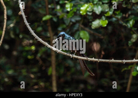 Ratsche-angebundene Treepie, Temnurus Temnurus, Kaeng Krachan, Thailand, Asien Stockfoto