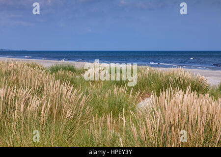 Europäische Dünengebieten Grass / Europäische Strandhafer (Ammophila Arenaria) in den Dünen im Sommer Stockfoto
