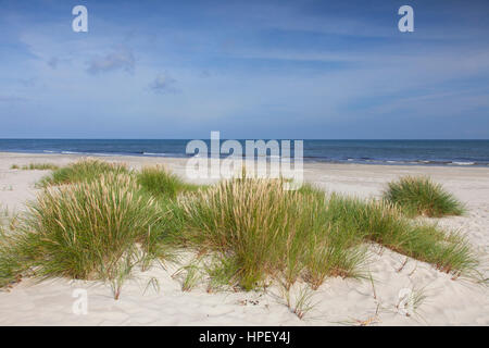 Europäische Dünengebieten Grass / Europäische Strandhafer (Ammophila Arenaria) in den Dünen im Sommer Stockfoto