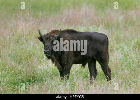 Wisente / Wisent / Holz Wisente (Bison Bonasus) jungen Stier im Grünland Stockfoto