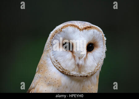 Schleiereule (Tyto Alba) Großaufnahme Porträt zeigt prominente Schleier Stockfoto