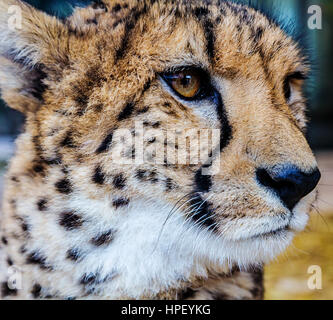 Gepard Kopf Nahaufnahme Foto Stockfoto