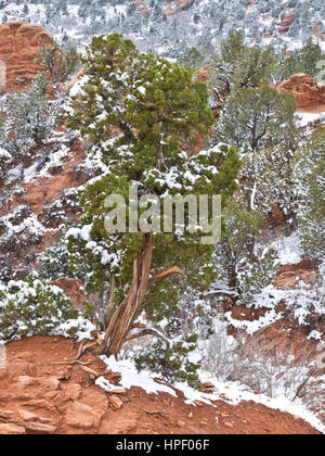 American, American West, Colorado, Colorado Springs, Konglomerate, Garten der Götter, Geologie, Landschaft, Kalkstein, National Natural Landmark, Nordamerika, Volkspark, rot, Felsformationen, Rocky Mountains, Sandstein, Schnee, USA, Westen, Winter, Natur, Felsen Stockfoto