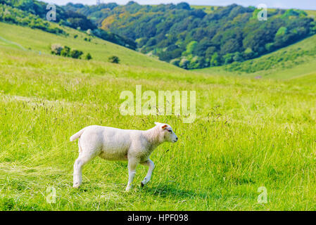 kleines Lamm allein zu Fuß in die Landschaft Stockfoto