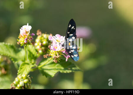 Syntomis Phegea auf Blumen Stockfoto