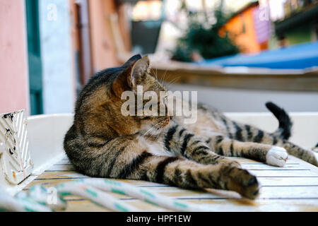 Niedliche Tabbykatze entspannend auf einem Holzboot, Blick auf die Zukunft in einem kleinen Dorf von Vernazza, Cinque Terre, Italien. Stockfoto