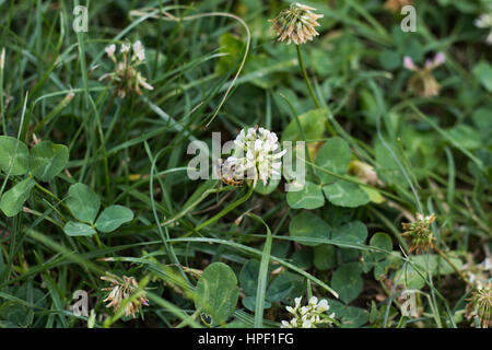 Biene auf Klee Blumen Stockfoto