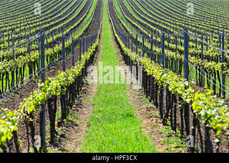 Grüne Weinberge lange Zeilen im Sommertag Stockfoto