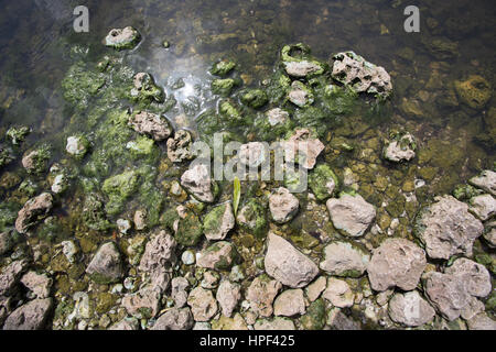 See Okeechobee blau grüne Algen Ausbruch aufgrund einer Überlast von Schadstoffen aus Zucker farm Abfluss Stockfoto