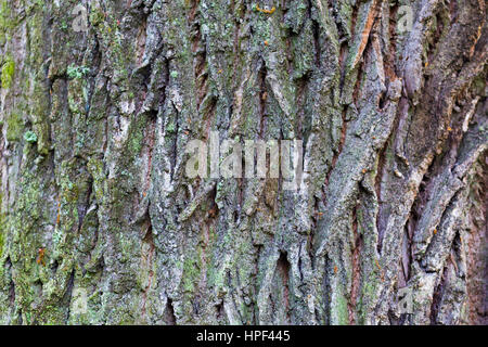 Alte braune Rinde Textur mit grünen und grauen Farben Stockfoto