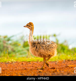 Flauschige Küken Strauß am Kap der guten Hoffnung, Kap-Halbinsel, Südafrika Stockfoto