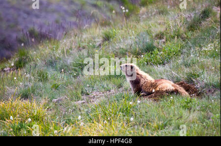 Ein einzelnes Olympische Murmeltier (Marmota Olympus) einige hohe Gras im Olympic Nationalpark, Washington. Stockfoto