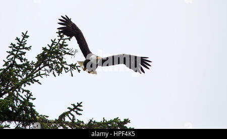 Weißkopf-Seeadler (Haliaeetus Leucocephalus) fliegt von seinem Ast in einer Tanne. Stockfoto