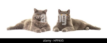 Britische kurzen Haaren und britische langhaarige Katze auf einem weißen Hintergrund isoliert beide liegend vor der Kamera Stockfoto