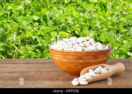 Butterbohnen oder Limabohnen in Schüssel mit hölzernen Schaufel. Trockene weiße Bohnen in Schüssel auf Tisch mit grünen blühenden Wiese mit Bohnen auf dem Hintergrund Stockfoto