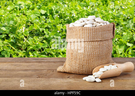 Butterbohnen oder Limabohnen in Jute-Tasche mit hölzernen Schaufel. Trockene weiße Bohnen im Leinensack auf Tisch mit grünen blühenden Wiese der Bohnen auf die staatlich Stockfoto