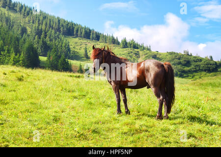 Pferde grasen auf der Wiese im Tal. Pferde grasen im Sommer Alm. Eine braune Pferd auf Alm in Karpaten Stockfoto