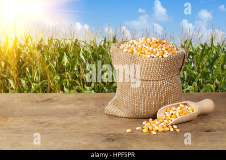 Maissaatgut in Sack. Trocknen Sie ungekocht Maiskörner Popcorn auf Natur Hintergrund.  Maiskörner in Jute-Tasche mit hölzernen Schaufel auf Holztisch mit Mais Stockfoto