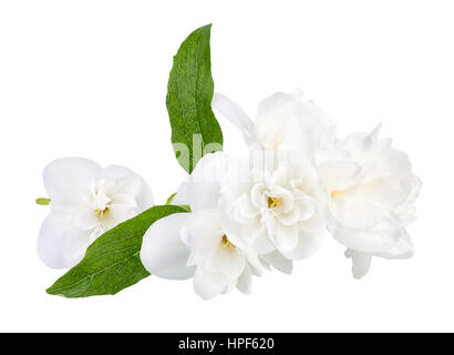 Zweig der Jasminblüten isoliert auf weißem Hintergrund. White Jasmine Flower. Jasmin Zweig mit Blumen zu isolieren. Nahaufnahme von weiß blühenden Terry jasm Stockfoto