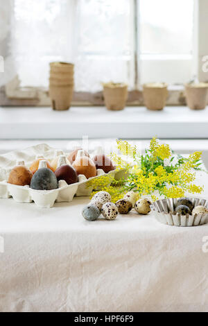 Bereiten Sie sich Ostern. Weiße Tischdecke Tisch dekoriert von farbigen braune Hühner und Wachteleier mit gelben Blüten mit Fenster als Backgrouns. Tageslicht. Stockfoto