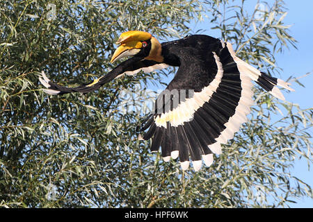 Weiblichen großen indischen Hornbill (Buceros Bicornis) im Flug. Auch bekannt als asiatische pied hornbill Stockfoto