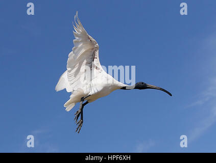 South Asian Black-headed Ibis oder orientalischer weißer Ibis (Threskiornis Melanocephalus) im Flug Stockfoto