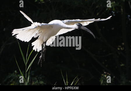 South Asian Black-headed Ibis oder orientalischer weißer Ibis (Threskiornis Melanocephalus) im Flug Stockfoto