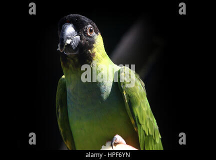 South American Nanday Sittich (Aratinga Nenday), alias Black hooded Sittich oder Nanday Conure. Stockfoto