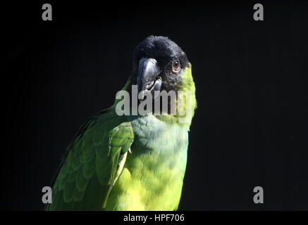 South American Nanday Sittich (Aratinga Nenday), alias Black hooded Sittich oder Nanday Conure. Stockfoto