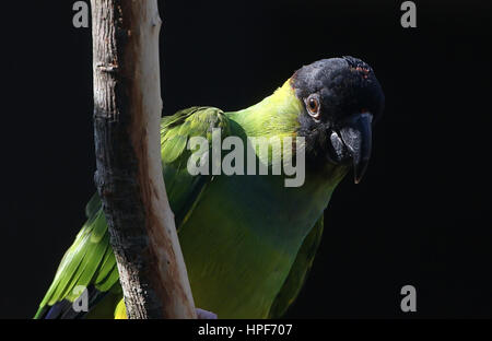 South American Nanday Sittich (Aratinga Nenday), alias Black hooded Sittich oder Nanday Conure. Stockfoto