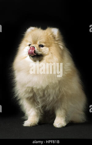 Weißen Spitz Hunderasse sitzt mit seiner Zunge heraus Stockfoto