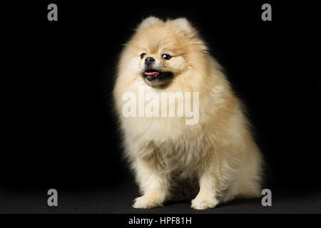 Weißen Spitz Rasse Hund isoliert auf einem schwarzen Stockfoto