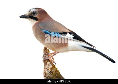 Eine schöne Eichelhäher hocken auf einem Ast. Die weißen bewölktem Himmel macht das Bild aussehen, als ob es in einem Studio aufgenommen wurde. In der Slowakei, Europa genommen. Stockfoto