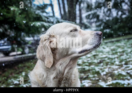 Golden Retriever genießen Schnee Stockfoto