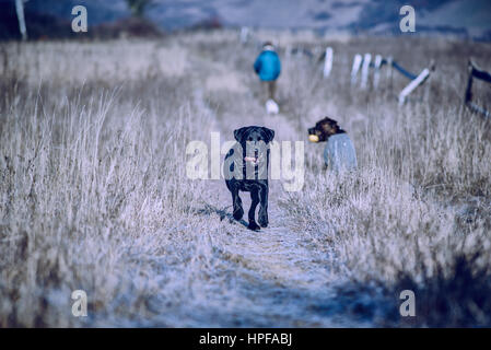 Labrador läuft auf Kamera Stockfoto