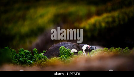 Schüchterne afrikanische Pinguin versteckt Vegetation in Kap-Halbinsel, Südafrika Stockfoto