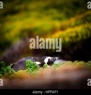 Schüchterne afrikanische Pinguin versteckt Vegetation in Kap-Halbinsel, Südafrika Stockfoto