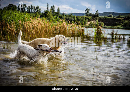 zwei Hunde spielen im Wasser Stockfoto