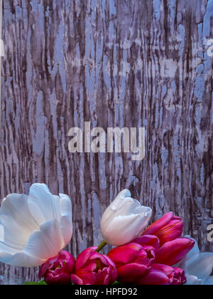 Reihe von Tulpen vor abblätternde Farbe Stockfoto