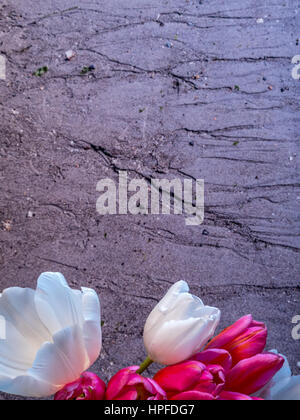 Reihe von Tulpen vor Sand Hintergrund Stockfoto