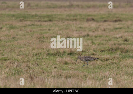 Eurasische Brachvogel (Numenius Arquata) auf der Suche nach Nahrung in einem Feld