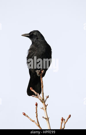 AAS-Krähe (Corvus Corone) sitzen auf Baum, Schleswig-Holstein, Deutschland Stockfoto