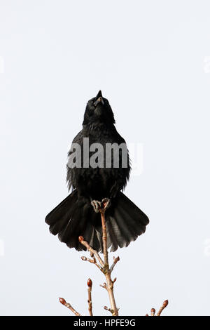 Aufrufen AAS-Krähe (Corvus Corone) sitzen auf Baum, Schleswig-Holstein, Deutschland Stockfoto