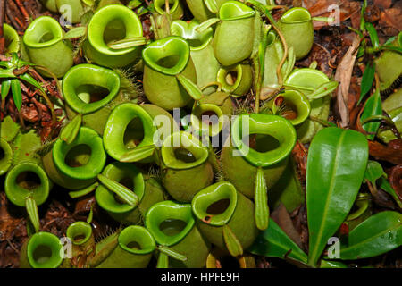 Kannenpflanze (Nepenthes Ampullaria), fleischfressende Pflanze im Regen Wald Boden, Sarawak, Borneo, Malaysia Stockfoto
