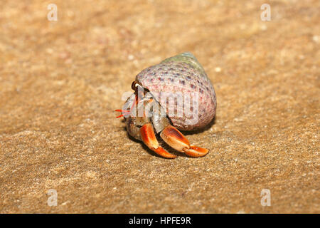 Einsiedlerkrebs (Paguroidea) im Schneckenhaus auf dem sandigen Strand, Sarawak, Borneo, Malaysia Stockfoto