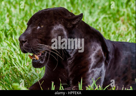 Männliche schwarze Jaguar (Panthera Onca), auch genannt Panther, ist eine Absorbtion Variation des Jaguars. Es ist Art von fleischfressende Säugetier von Felidae Familie fo Stockfoto