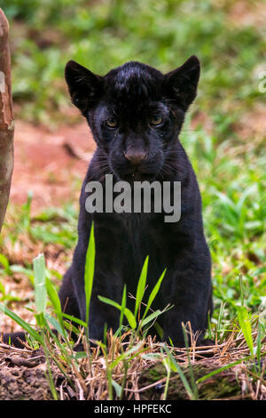 Black Jaguar (Panthera Onca) Cub, in Gefangenschaft, auf eine wilde Katzen-Reha-Zentrum, fotografiert in Goiais, Brasilien. Cerrado Biom. Stockfoto