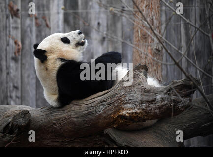Washington, DC, USA. 21. Februar 2017. Giant Panda Bao Bao spielt vor dem Verlassen des Zoos in Washington, DC, USA, 21. Februar 2017. US-amerikanischer Giant Panda Bao Bao kommen in der südwestlichen chinesischen Provinz Sichuan Mittwochabend (Peking-Zeit). Bildnachweis: Yin Bogu/Xinhua/Alamy Live-Nachrichten Stockfoto