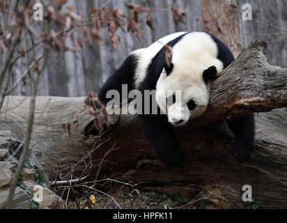 Washington, DC, USA. 21. Februar 2017. Giant Panda Bao Bao spielt vor dem Verlassen des Zoos in Washington, DC, USA, 21. Februar 2017. US-amerikanischer Giant Panda Bao Bao kommen in der südwestlichen chinesischen Provinz Sichuan Mittwochabend (Peking-Zeit). Bildnachweis: Yin Bogu/Xinhua/Alamy Live-Nachrichten Stockfoto